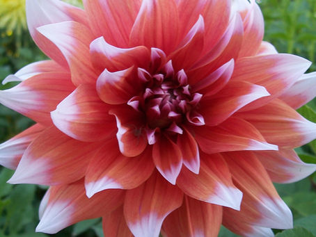 ¿Tu mente en el lado oscuro? Tráela al presente