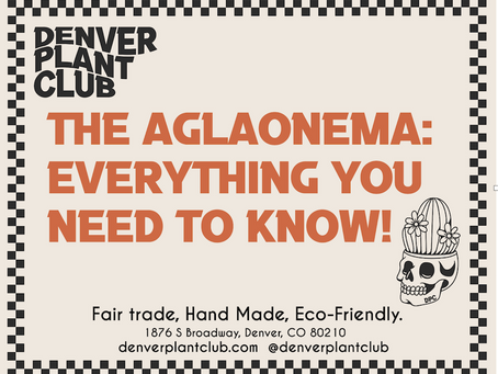 The Aglaonema: Everything You Need to Know!