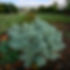 wormwood-growing-in-wormholt-park.jpg