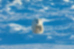 polar-bears-in-the-wild-a-powerful-predator-and-a-2023-11-27-04-53-32-utc.jpg