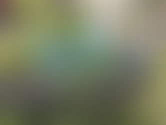 A Bit About My Garden