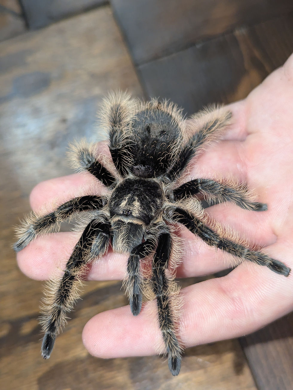 Thumbnail: Tliltocatl Albopilosus - Curly Hair Tarantula