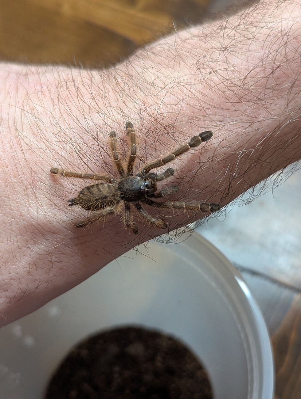Thumbnail: Aspinochilus Rufus - Peach Earth Tiger Tarantula