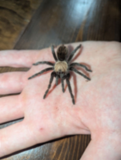 Brachypelma Albiceps - Mexican Golden Red Rump
