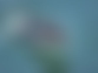 Living with a Porpoise