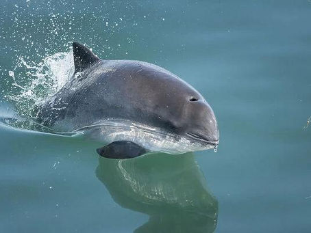 Living with a Porpoise