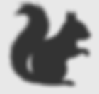 squirrel_edited_edited.png