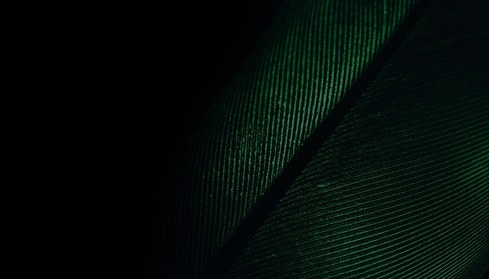 Close up Beautiful GREEN Bird feather background pattern texture for design_edited.jpg