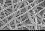 Enlarged sus fiber.PNG