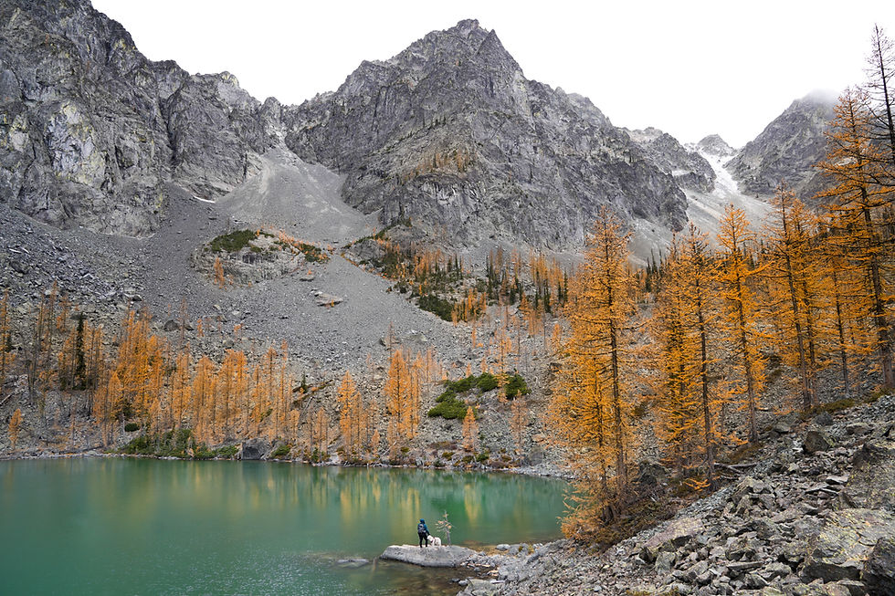 Copper Glance Lake from above during peak larch season with hiker and dog near the lake and beautiful golden larches surrounding them with turquoise water