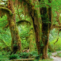 Hoh Rain Forest (1 of 1)_edited.jpg