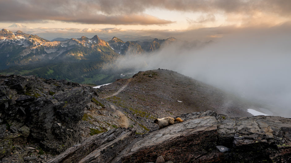 12 Best Mount Rainier Day Hikes  