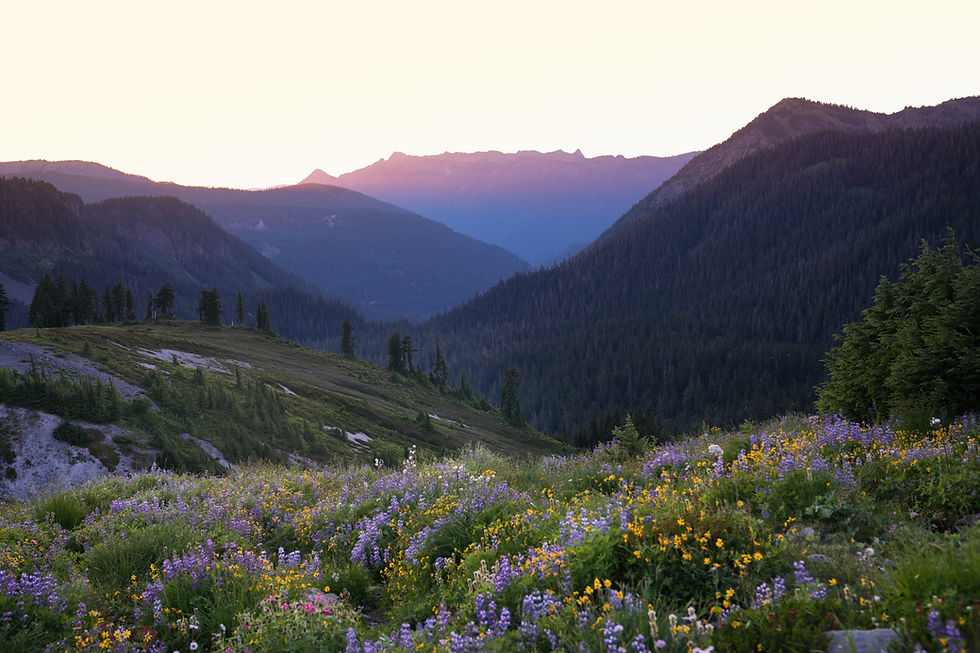 alpenglow of wildflowers and mountain valley