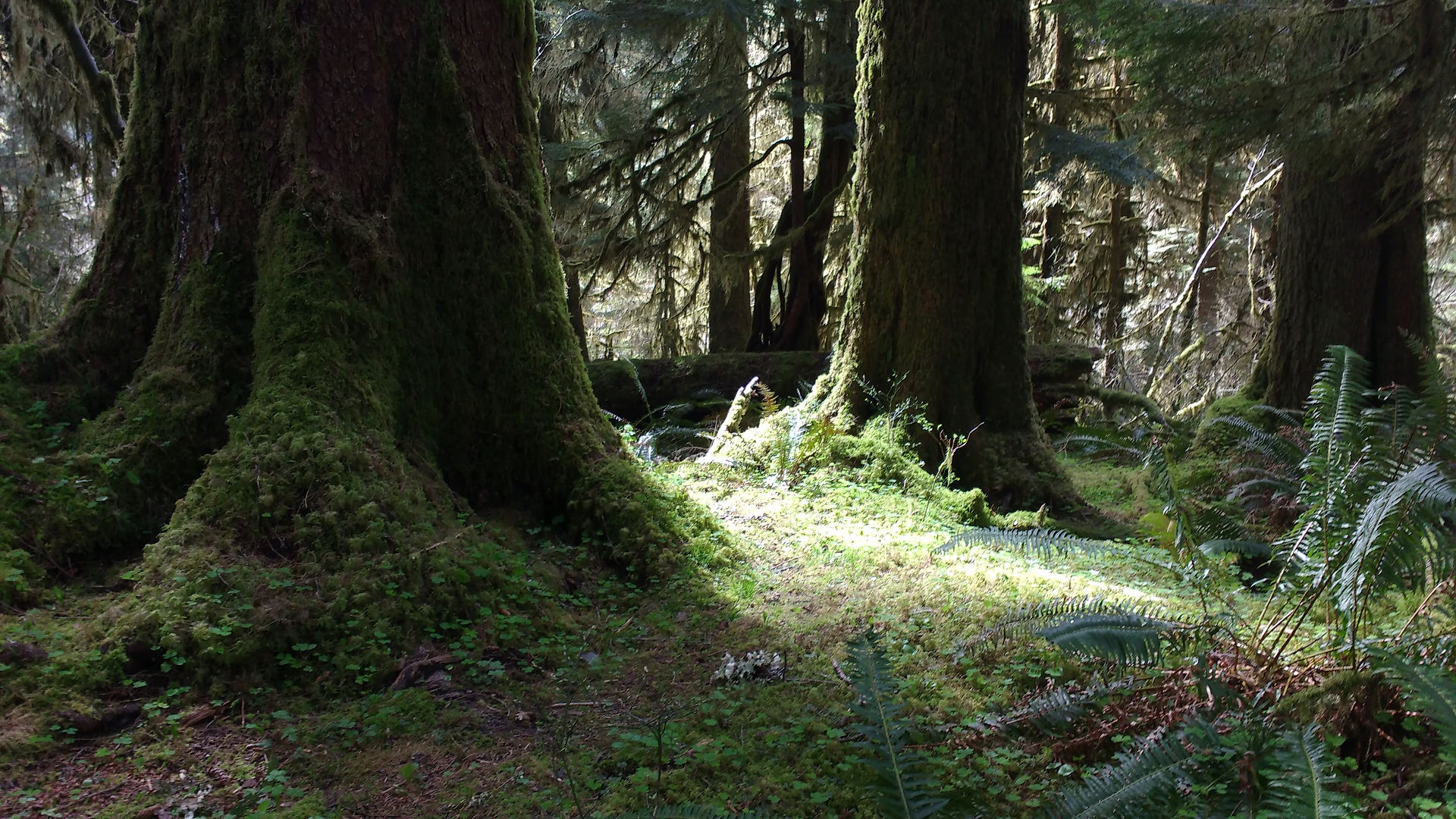 Hoh Rainforest Trail