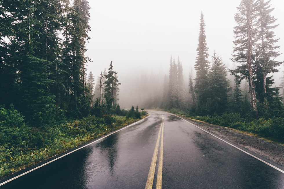 Wet winding road through a misty evergreen forest, with tall pines, dark pavement, and a quiet, moody atmosphere.