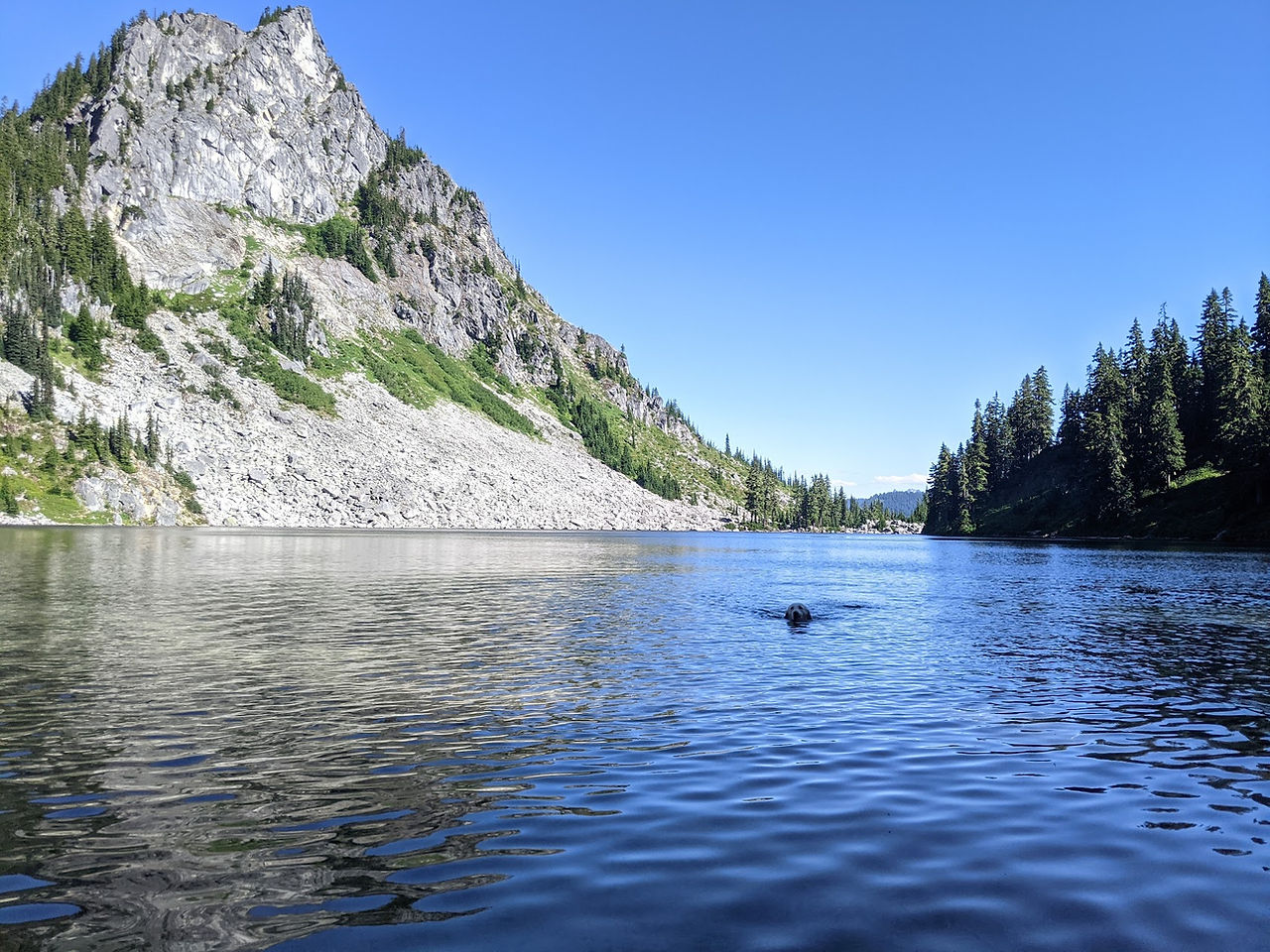 Dog swimming in Lake Valhalla