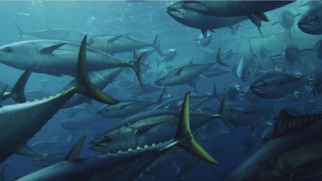 New Study Reveals Ocean Hotspots Critical for Protecting Tuna and Other Migratory Fish