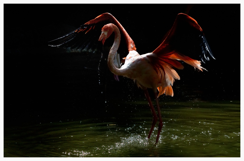 Photo Contest Naturedrive