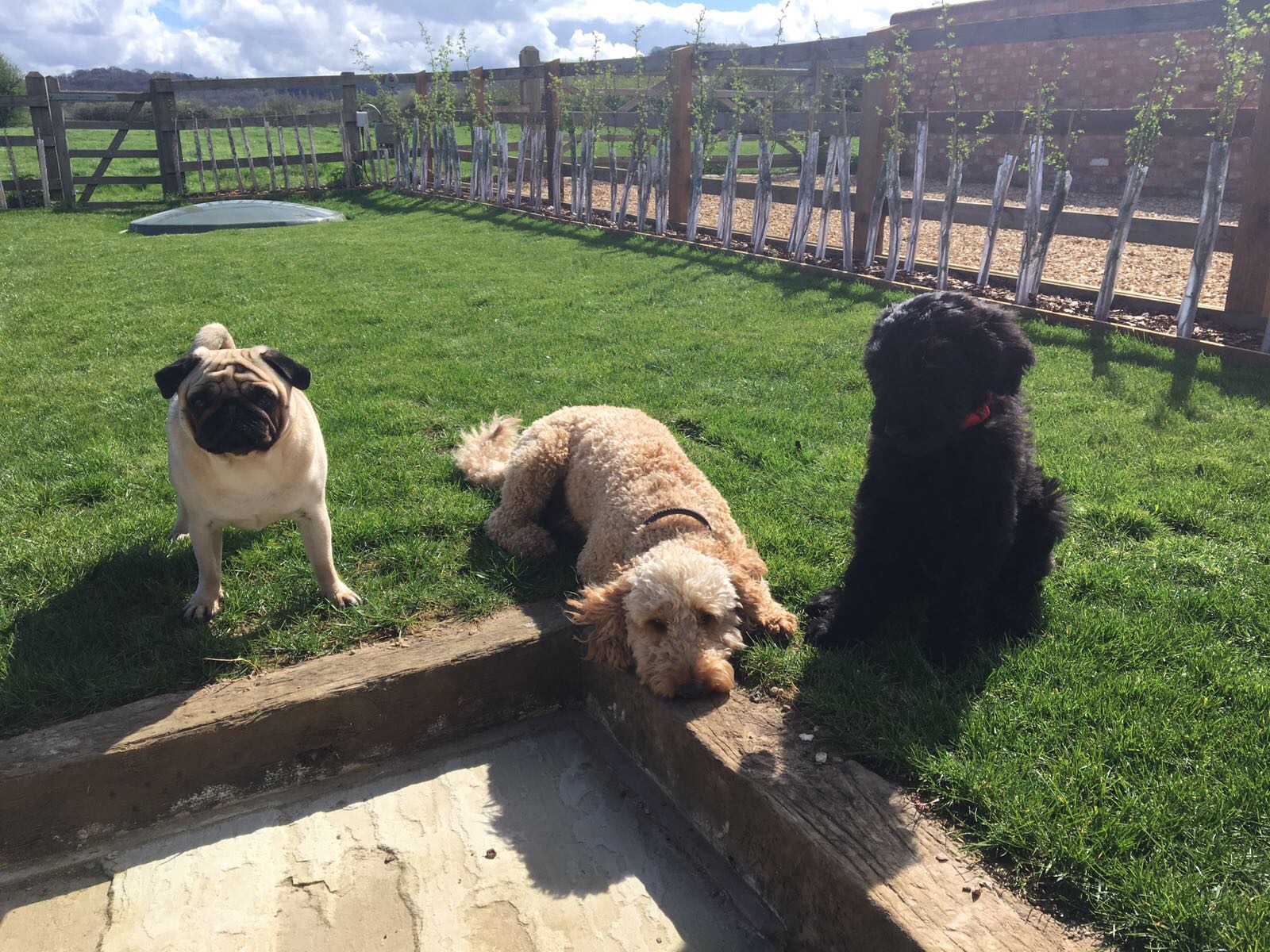 Woof Doggy Daycare, Dog Walking & Boarding Bedfordshire, UK