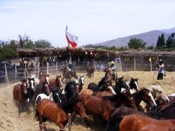 Jorge Menares Moreira 06