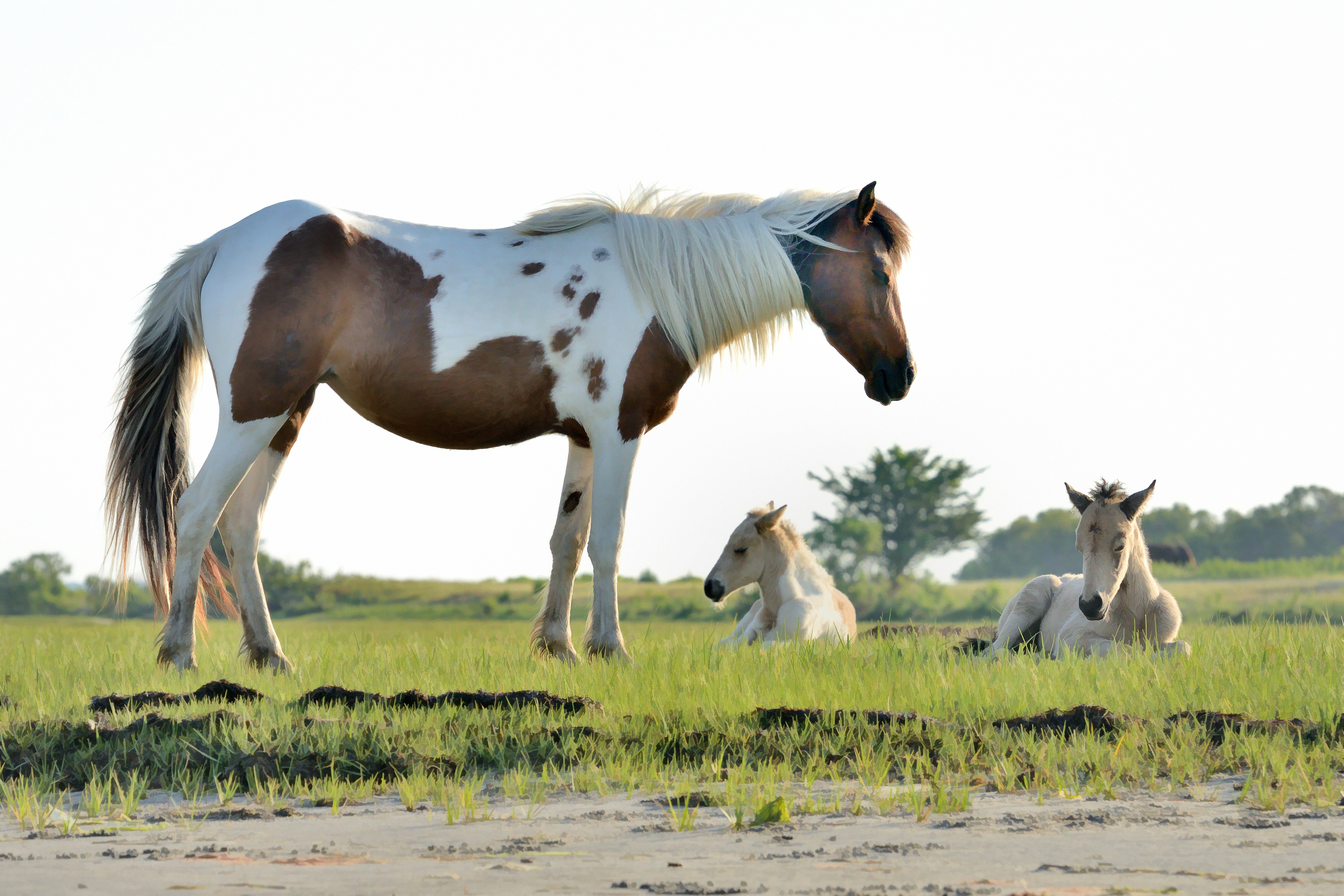 Assateague Tours Chincoteague Island Va Assateague Tours Chincoteague Island Va