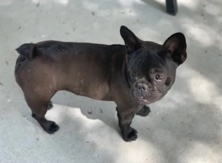 broad river frenchies