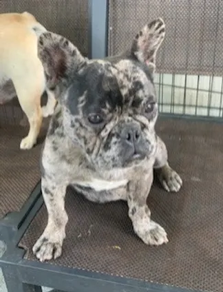 broad river frenchies