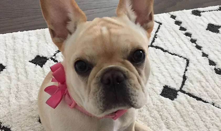 broad river frenchies