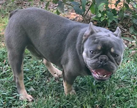 broad river frenchies