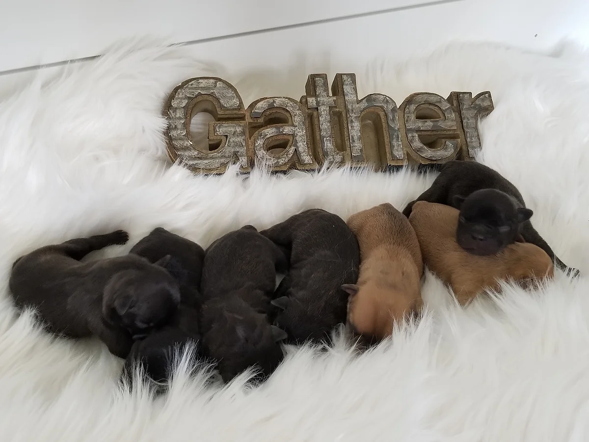 broad river frenchies