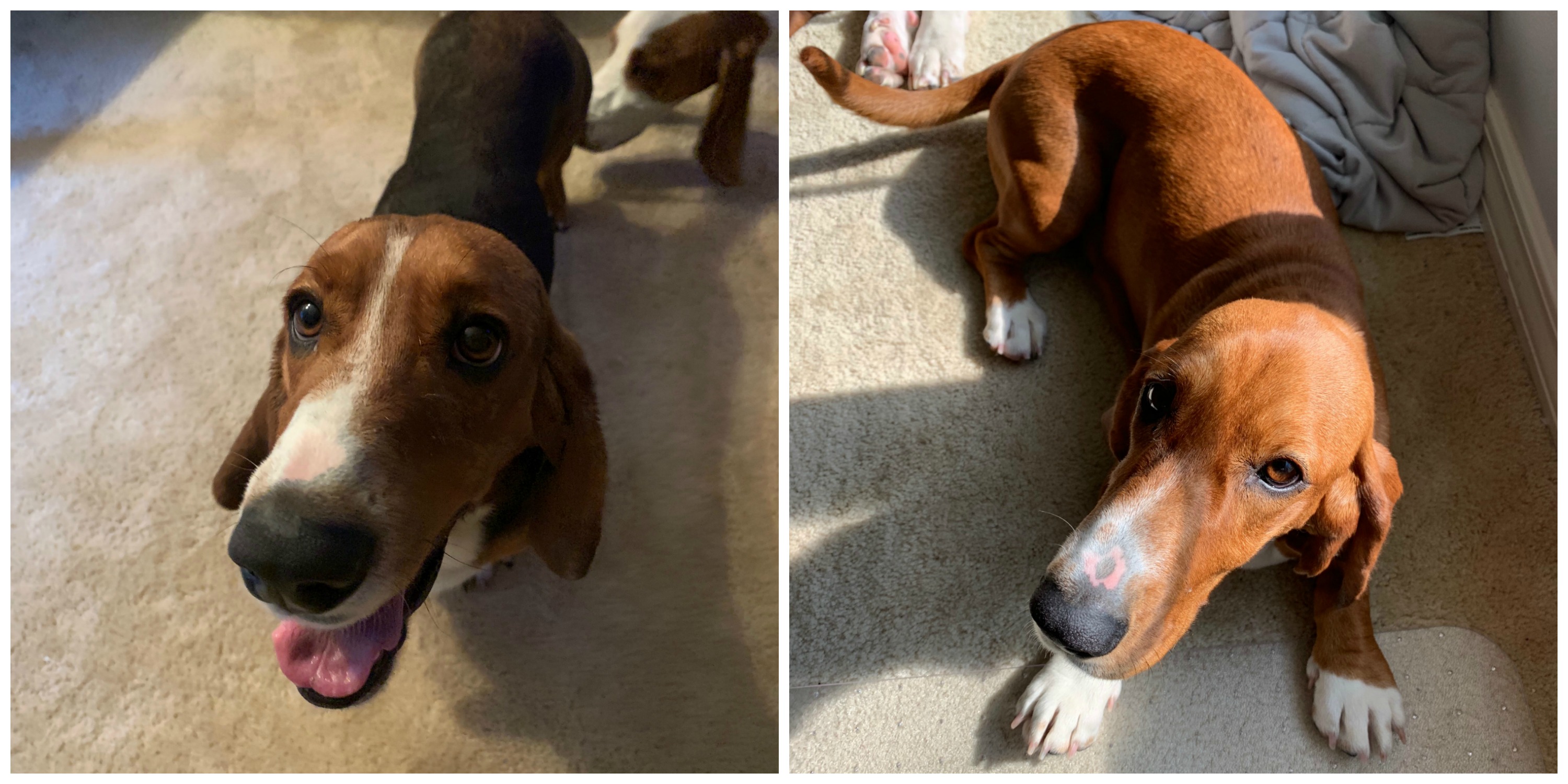 Basset Hound Rescue of Alabama Adopt
