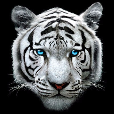 white tiger