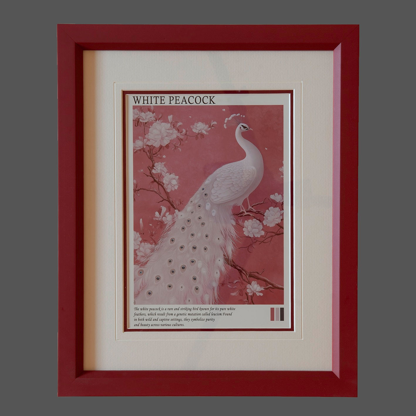 White Peacock - Japan