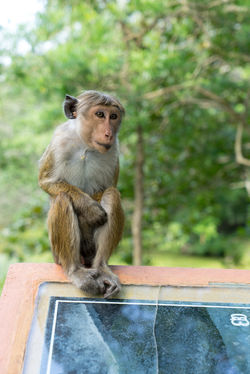 Anuradhapura._Sri_Lanka._©Lisa_Boniface-23