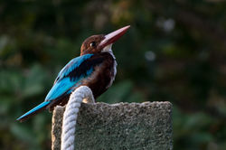 Matara._Sri_Lanka._©Lisa_Boniface-2
