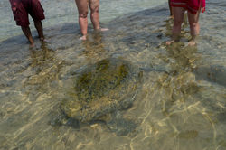 Hikkaduwa._Sri_Lanka._©Lisa_Boniface-7