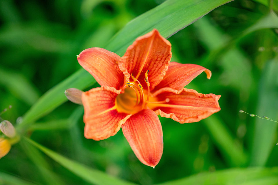 nature and flowers in the blue ridge mountains