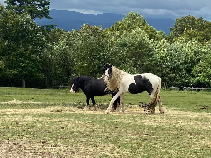 Gypsy Vanner horses