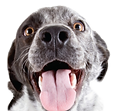 DoggysDayOut_kennismaking.png