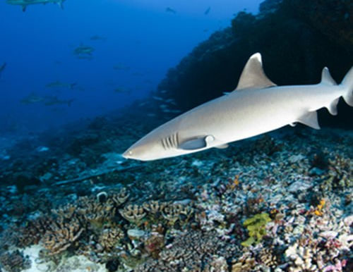 Become an Underwater Explorer