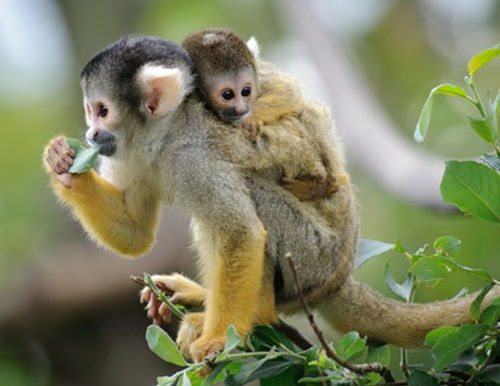 Volunteer in Costa Rica