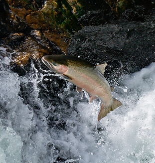 River Boat Salmon & Steelhead Trips