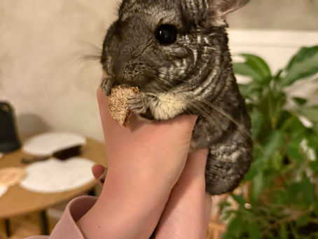 Chinchilla urteblanding og snack liste