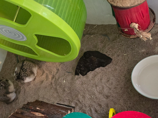 2 Campbells i ett sandbad