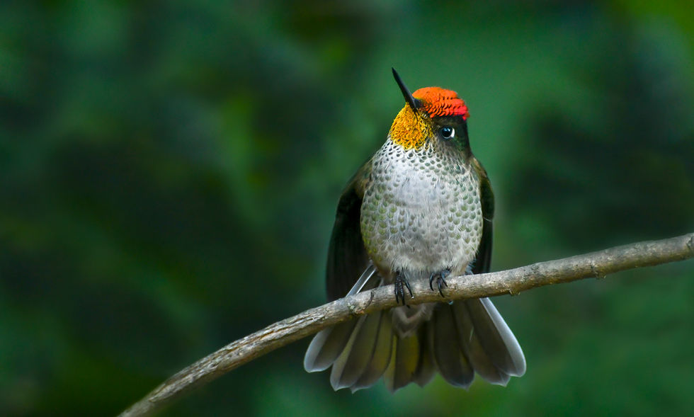 Hummingbird resting.jpg