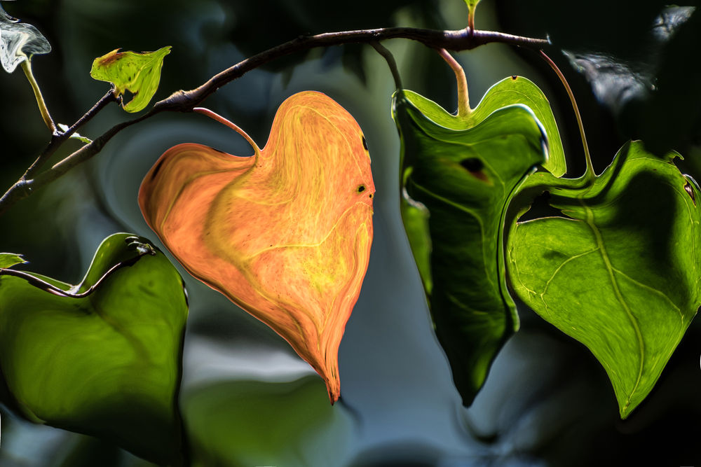 Corazones de otono.jpg