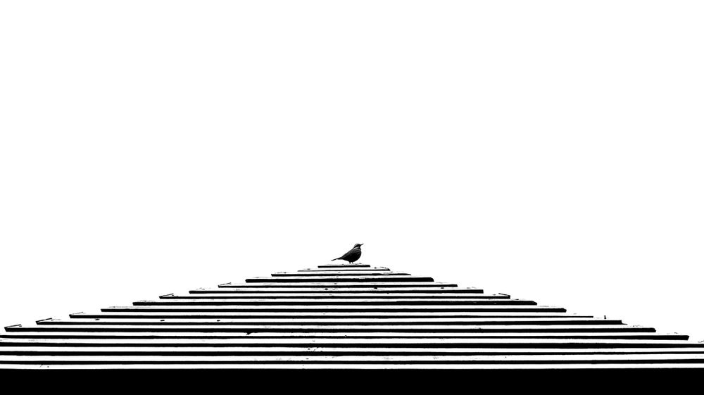 Cantando al amanecer.jpg