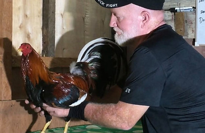drb holding rooster 1.jpg