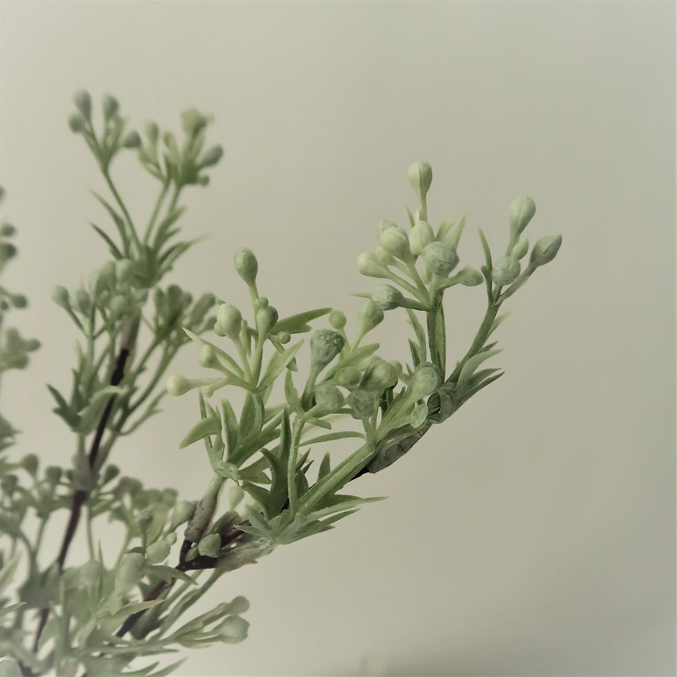 Thumbnail: Eucalyptus Seeds