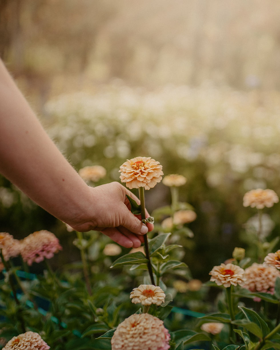 Emma Bell gently holding a zinnia stem, ready to be picked and transformed into a beautiful floral d